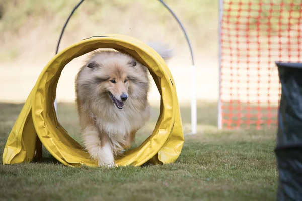 개, 스코틀랜드 몰이, 교육 hoopers — 스톡 사진