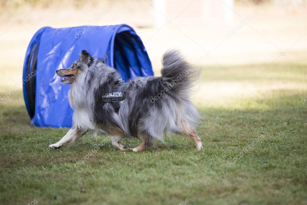 Dog, Shetland Sheepdog, agility