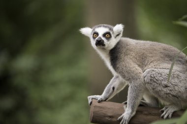 Ring-Tailed lemura 
