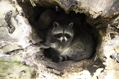 Rakun Nest