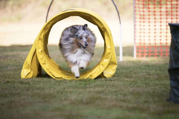 Pes, Sheltie, školení bednáři — Stock fotografie