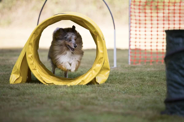 Perro, Shetland Sheepdog, entrenamiento de hooper — Foto de Stock