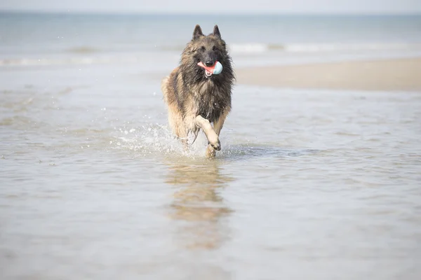 Pies, belgijski Tervuren Pasterza, uruchomiona w Oceanie — Zdjęcie stockowe