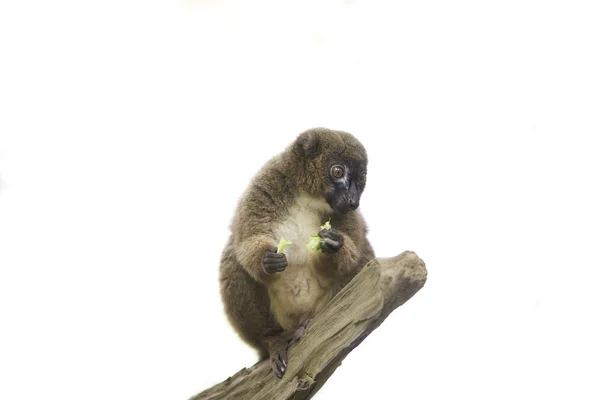 Red-bellied lemur op tak, geïsoleerd — Stockfoto