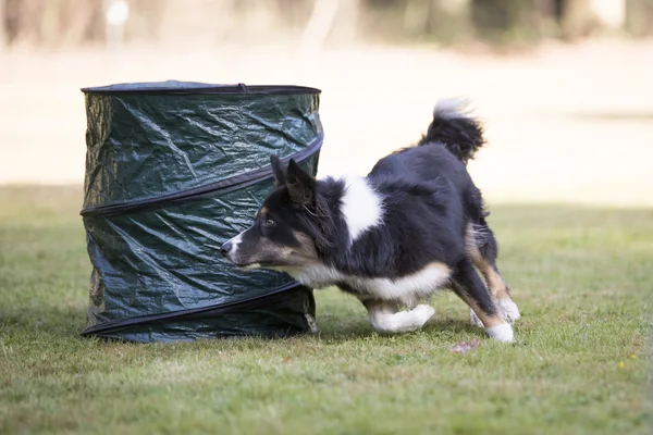 Perro, Border Collie, corriendo en entrenamiento de hooper — Foto de Stock