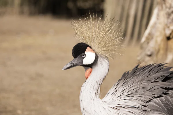 Gri taç vinçGrulla coronada gris — Stok fotoğraf