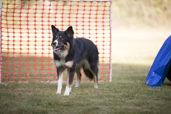 Dog, Border Collie, hooper training — Stock Photo, Image