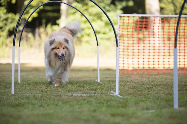Pes, Skotská kolie, hooper soutěž — Stock fotografie