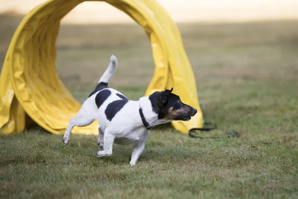 Perro, Jack Russell terrier, entrenamiento de agilidad — Foto de Stock