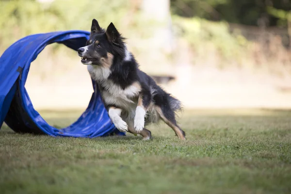 Perro, Border Collie corriendo agilidad — Foto de Stock