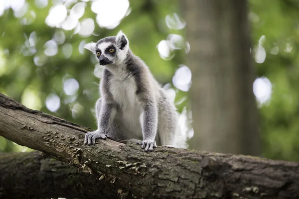 Ring-tailed lemur Royalty Free Stock Images