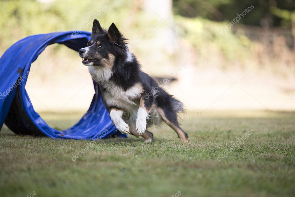 Dog, Border Collie running agility