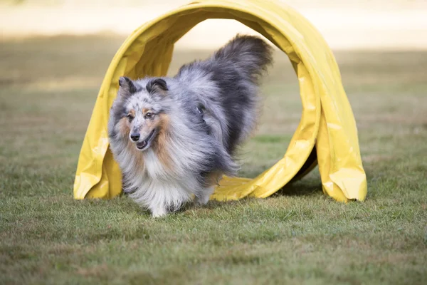 Pes, Sheltie, šeltie průjezdem agility tunel — Stock fotografie