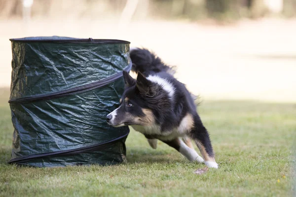 Собака, пограничная колли, тренировка ловкости — стоковое фото