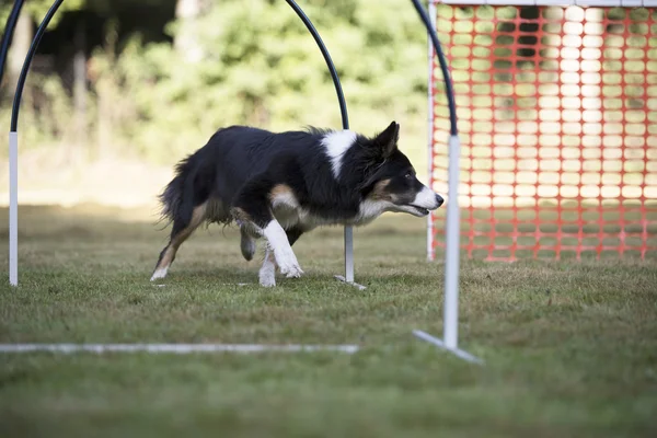 Dog, Border Colllie, training hoopers — Stock Photo, Image