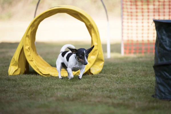 Perro, Jack Russell terrier, entrenadores — Foto de Stock