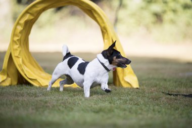 Çeviklik tünel üzerinden çalışan köpek, Jack Russell Terrier