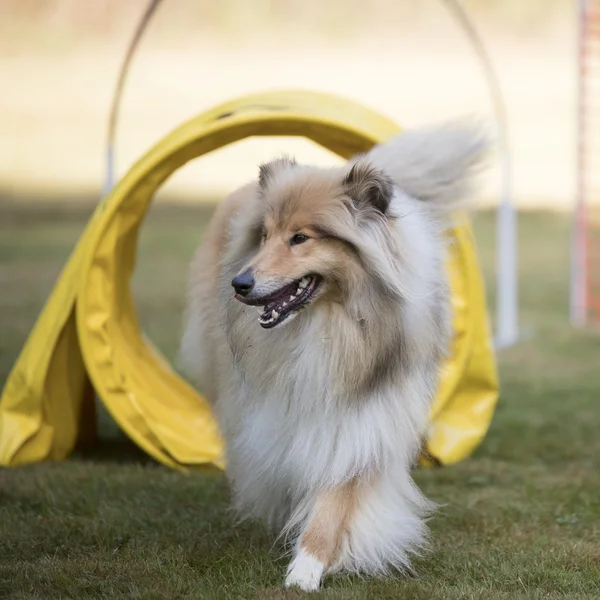 Perro, Scottish Collie, agilidad de entrenamiento — Foto de Stock