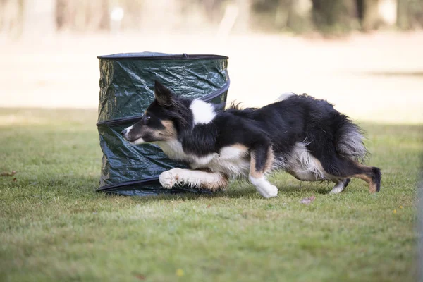 Perro, Border Collie, corriendo en entrenamiento de hooper — Foto de Stock