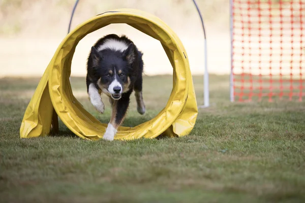 Hond, Border Collie, opleiding hoopers — Stockfoto