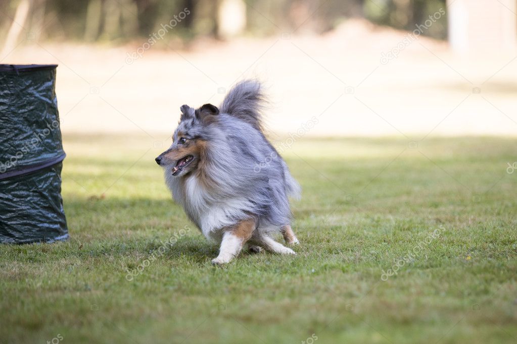 Dog, Shetland Sheepdog, running on grass