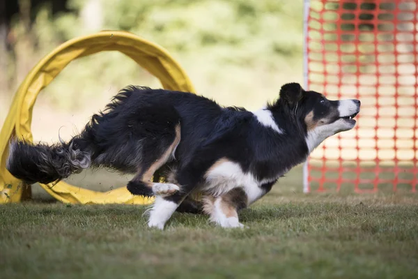Dog, Border Collie, running in hooper competition — Stock Photo, Image