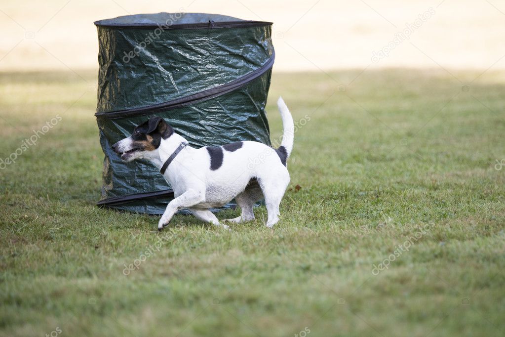 Dog, Jack Russell Terrier, running