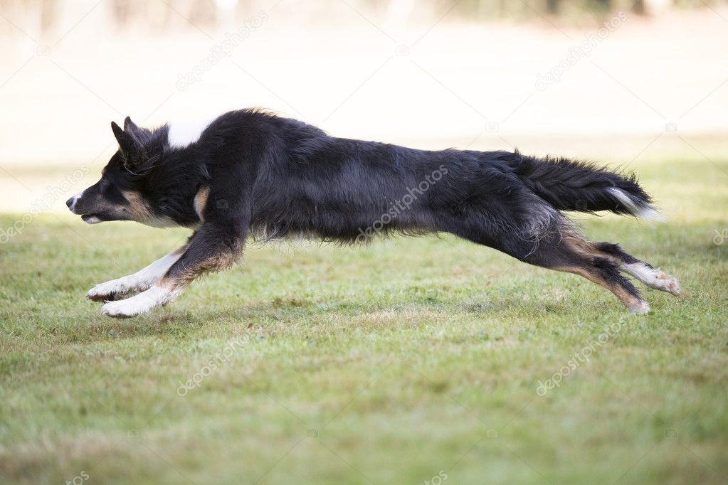 Dog, Border Collie, running, side view