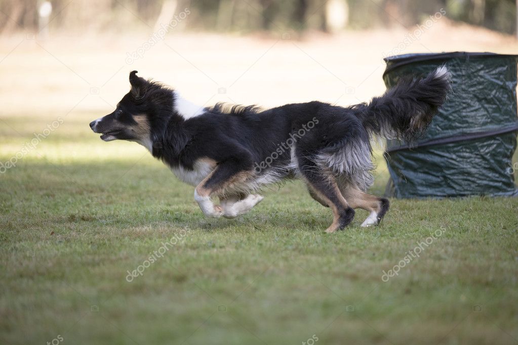 Dog, Border Collie, running in Hooper training