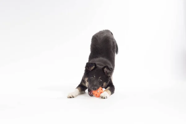 Puppy hondje, Border Collie, spelen met de bal, witte achtergrond — Stockfoto