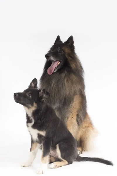 2 匹の犬、子犬および大人、白いスタジオの背景の上に座って — ストック写真