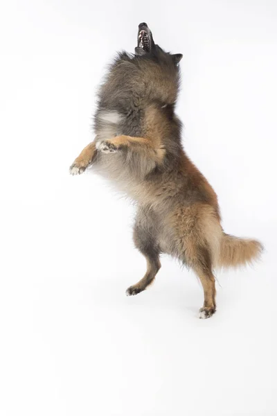 Hond, Belgische herder Tervuren, springen, studio achtergrond — Stockfoto