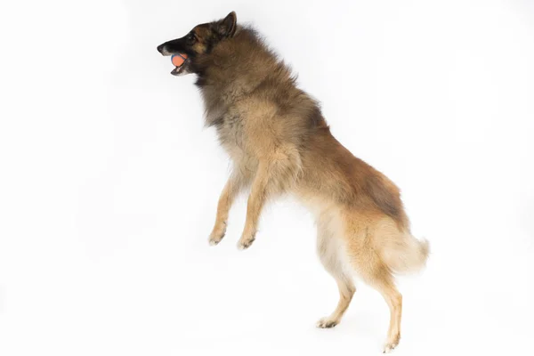 Hond, Belgische herder Tervuren, vangen bal, witte achtergrond — Stockfoto