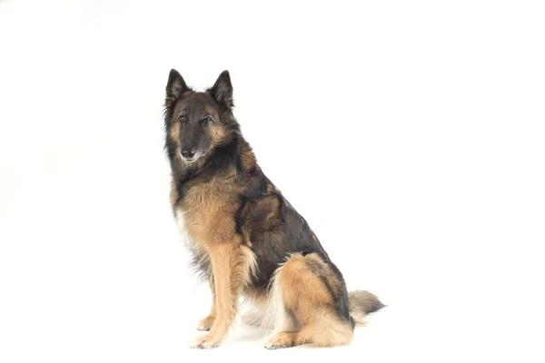 Cane, pastore belga Tervuren, sfondo bianco — Foto Stock