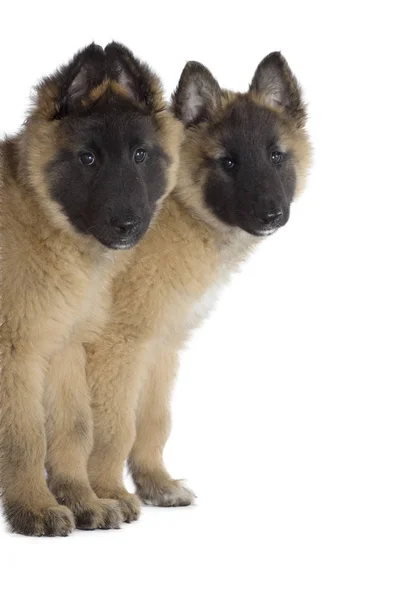 Два щенка, бельгийская овчарка Tervuren, изолированные — стоковое фото