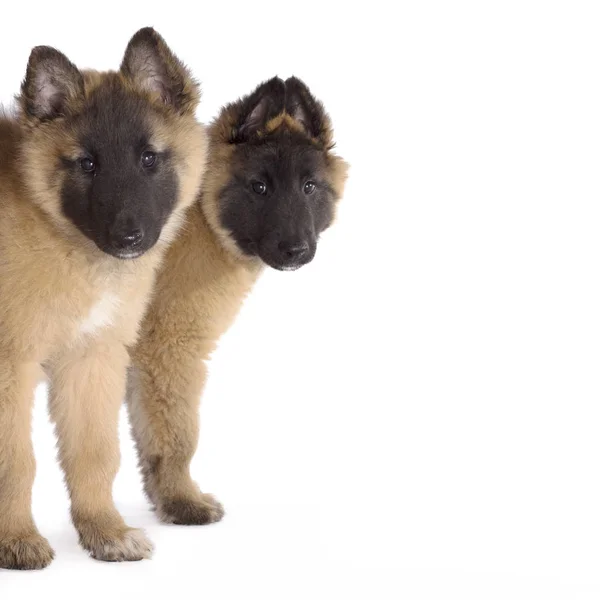 Two puppies, Belgian Shepherd Tervuren, isolated on white studio — Stock Photo, Image