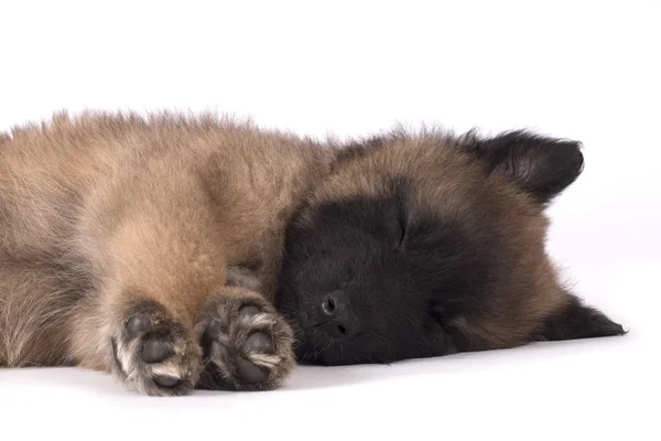 眠っている、スタジオ背景があるベルギーの羊飼いテルビュレン子犬犬 — ストック写真