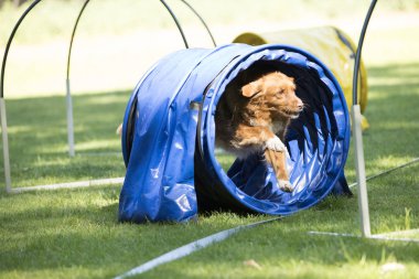Köpek, Nova Scotia duck tolling retriever, çeviklik ile çalışan