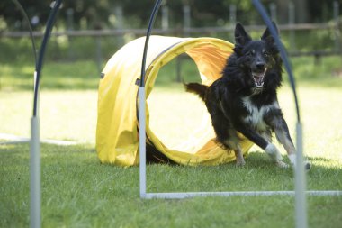 Çeviklik hoopers çalışan köpek, kenar kömür ocağı,