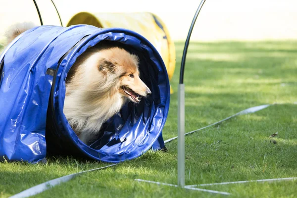 Perro, Scottish Collie, atravesando un túnel de agilidad — Foto de Stock