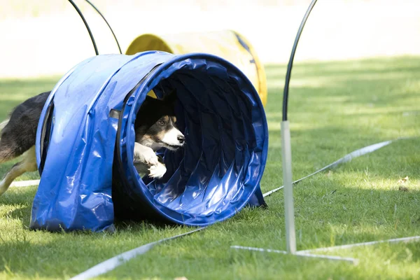 Perro, Border Collie, atravesando un túnel de agilidad — Foto de Stock