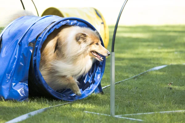 Perro, Scottish Collie, atravesando un túnel de agilidad — Foto de Stock
