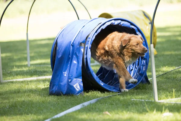 Perro, Nova Scotia pato peaje recuperador, corriendo a través de la agilidad — Foto de Stock