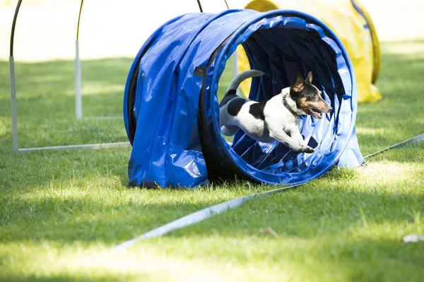 Hund, Jack Russell Terrier, kör genom agility tunnel — Stockfoto