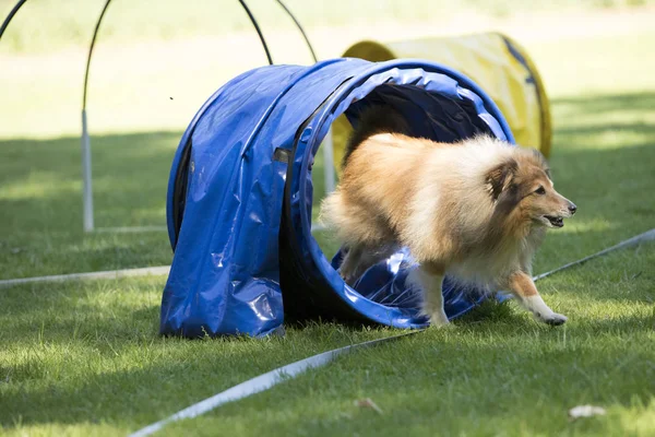Perro, Shetland Sheepdog, corriendo a través del túnel de agilidad — Foto de Stock