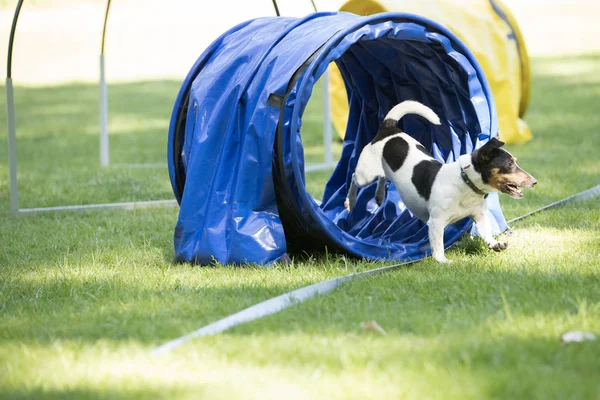Hund, Jack Russel Terrier, kör genom agility tunnel — Stockfoto