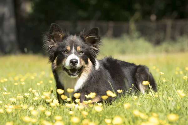 Pies, Border Collie, leżące w trawie z żółte kwiaty — Zdjęcie stockowe