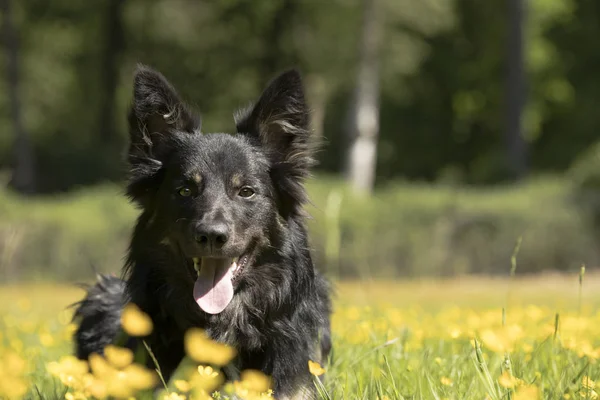 Pies, Border Collie, headshot — Zdjęcie stockowe