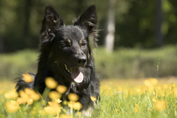 Hund, Border Collie, Kopfschuss — Stockfoto