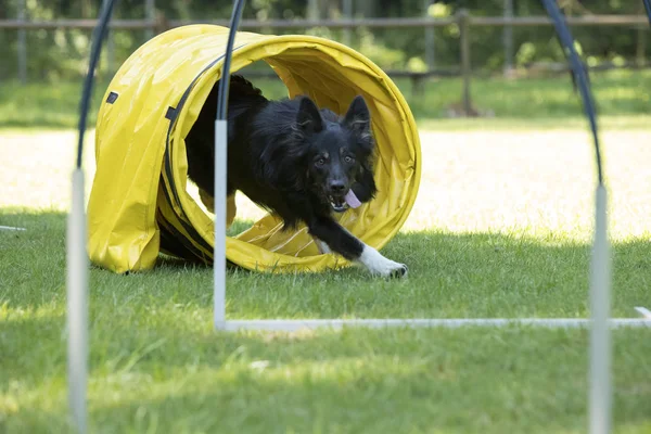 Dog, Border Collie, running through agility tunnel — Stock Photo, Image